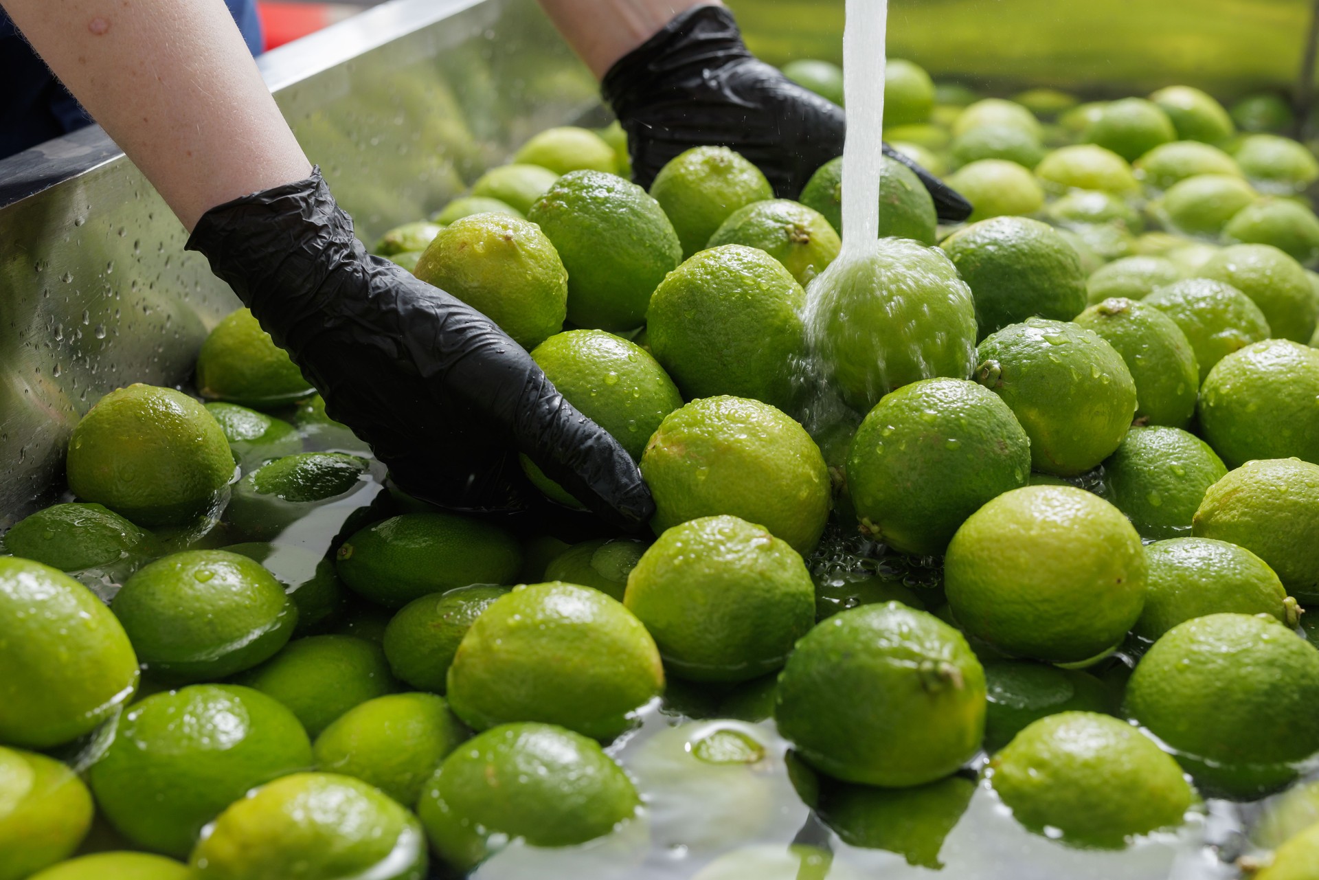 Industrial washing of fresh limes with water, hands in black gloves handling citrus fruits in a stainless steel basin for food processing. Industrial washing of fresh limes with water, hands in black gloves handling citrus fruits in a stainless steel basin for food processing.